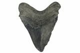Bargain, Fossil Megalodon Tooth - South Carolina #180873-2